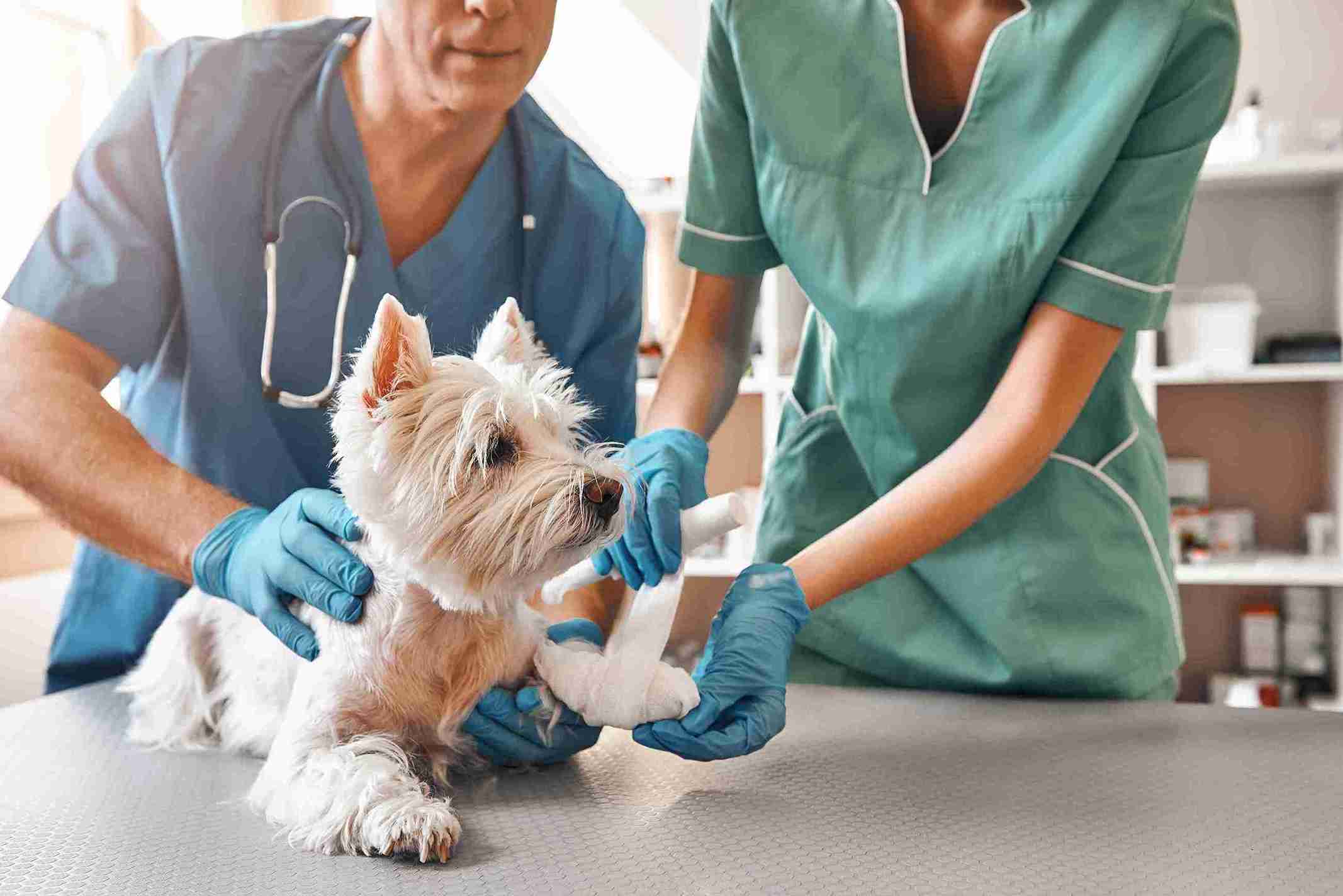 Veterinary Clinics